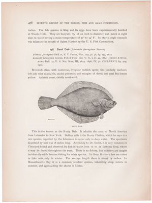 FOUR-SPOTTED FLOUNDER / SAND DAB